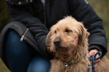 PADDINGTON, Hund, Mischlingshund in Ungarn - Bild 2