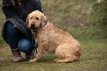 PADDINGTON, Hund, Mischlingshund in Ungarn - Bild 4