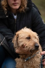 PADDINGTON, Hund, Mischlingshund in Ungarn - Bild 6