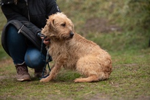 PADDINGTON, Hund, Mischlingshund in Ungarn - Bild 7