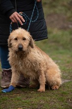 PADDINGTON, Hund, Mischlingshund in Ungarn - Bild 8