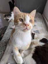 CHRISTOPHER, Katze, Europäisch Kurzhaar in Zypern - Bild 4