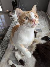 CHRISTOPHER, Katze, Europäisch Kurzhaar in Zypern - Bild 5