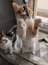 CHRISTOPHER, Katze, Europäisch Kurzhaar in Zypern - Bild 6