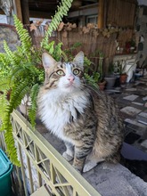 MENDEL, Katze, Europäisch Kurzhaar in Zypern - Bild 2