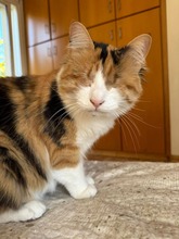 LUCY, Katze, Europäisch Kurzhaar in Zypern - Bild 1