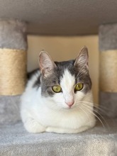 BAMBAM, Katze, Europäisch Kurzhaar in Zypern - Bild 1