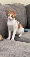 PETERPAN, Katze, Europäisch Kurzhaar in Zypern - Bild 2