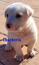 CHUCHERIA, Hund, Mischlingshund in Spanien - Bild 11