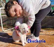 CHUCHERIA, Hund, Mischlingshund in Spanien - Bild 12