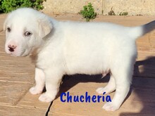 CHUCHERIA, Hund, Mischlingshund in Spanien - Bild 13