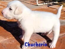 CHUCHERIA, Hund, Mischlingshund in Spanien - Bild 2