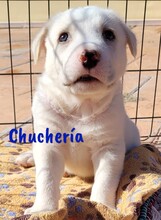 CHUCHERIA, Hund, Mischlingshund in Spanien - Bild 3