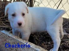 CHUCHERIA, Hund, Mischlingshund in Spanien - Bild 4