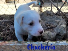 CHUCHERIA, Hund, Mischlingshund in Spanien - Bild 6