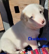 CHUCHERIA, Hund, Mischlingshund in Spanien - Bild 7