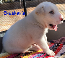 CHUCHERIA, Hund, Mischlingshund in Spanien - Bild 8