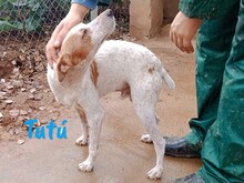 TUTU, Hund, Bodeguero Andaluz-Mix in Spanien - Bild 5