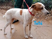 TUTU, Hund, Bodeguero Andaluz-Mix in Spanien - Bild 7