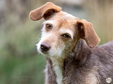 FLORA, Hund, Podengo-Mix in Weinstadt - Bild 1