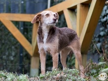 FLORA, Hund, Podengo-Mix in Weinstadt - Bild 2