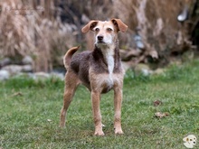 FLORA, Hund, Podengo-Mix in Weinstadt - Bild 3