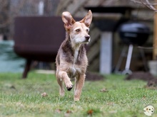 FLORA, Hund, Podengo-Mix in Weinstadt - Bild 4