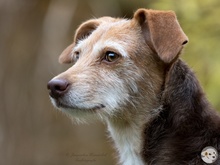 FLORA, Hund, Podengo-Mix in Weinstadt - Bild 5