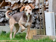 FLORA, Hund, Podengo-Mix in Weinstadt - Bild 6