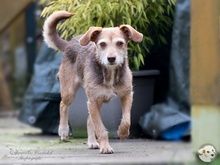 FLORA, Hund, Podengo-Mix in Weinstadt - Bild 7