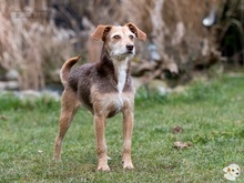 FLORA, Hund, Podengo-Mix in Weinstadt - Bild 9