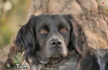 TOM, Hund, Mischlingshund in Donzdorf - Bild 1