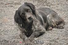 TOM, Hund, Mischlingshund in Donzdorf - Bild 2