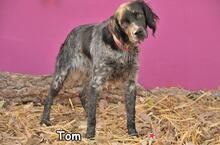 TOM, Hund, Mischlingshund in Donzdorf - Bild 3