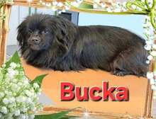 BUCKA, Hund, Pekingese-Mix in Kroatien - Bild 1