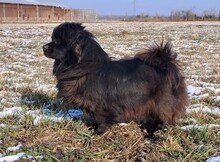 BUCKA, Hund, Pekingese-Mix in Kroatien - Bild 2