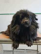 BUCKA, Hund, Pekingese-Mix in Kroatien - Bild 3