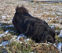 BUCKA, Hund, Pekingese-Mix in Kroatien - Bild 4