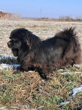 BUCKA, Hund, Pekingese-Mix in Kroatien - Bild 5