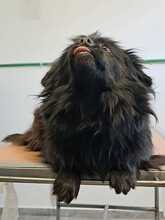 BUCKA, Hund, Pekingese-Mix in Kroatien - Bild 6