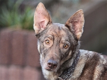 KASHTANI, Hund, Mischlingshund in Spardorf - Bild 1