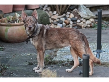 KASHTANI, Hund, Mischlingshund in Spardorf - Bild 3