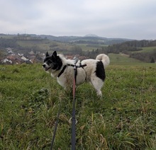 KARLSSON, Hund, Mischlingshund in Rotenburg - Bild 2