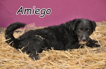 AMIEGO, Hund, Mischlingshund in Spanien - Bild 1