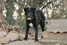 AMIEGO, Hund, Mischlingshund in Spanien - Bild 4