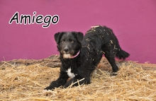 AMIEGO, Hund, Mischlingshund in Spanien - Bild 5