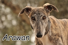 ARAWAN, Hund, Galgo Español in Spanien - Bild 1