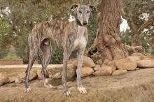 ARAWAN, Hund, Galgo Español in Spanien - Bild 2