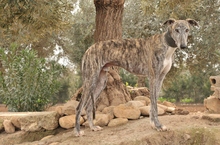 ARAWAN, Hund, Galgo Español in Spanien - Bild 3