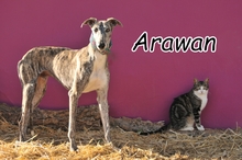 ARAWAN, Hund, Galgo Español in Spanien - Bild 4